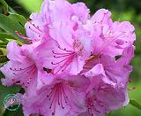 Rhododendron 8F84D-10